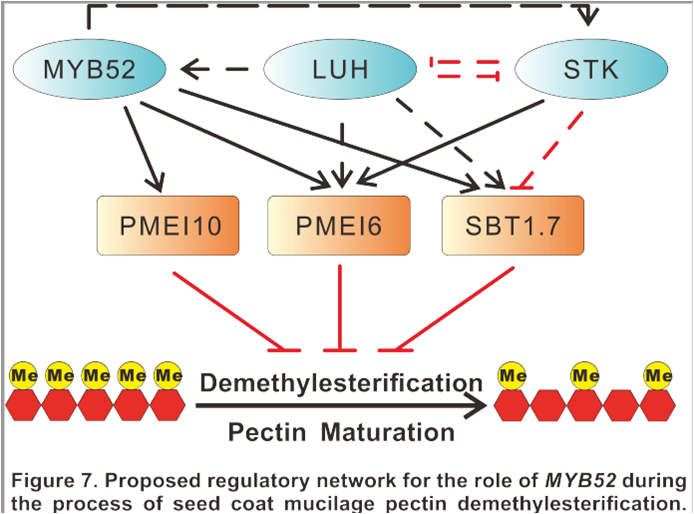 Transcriptional Regulatory Mechanism of Pectin Demethylesterification