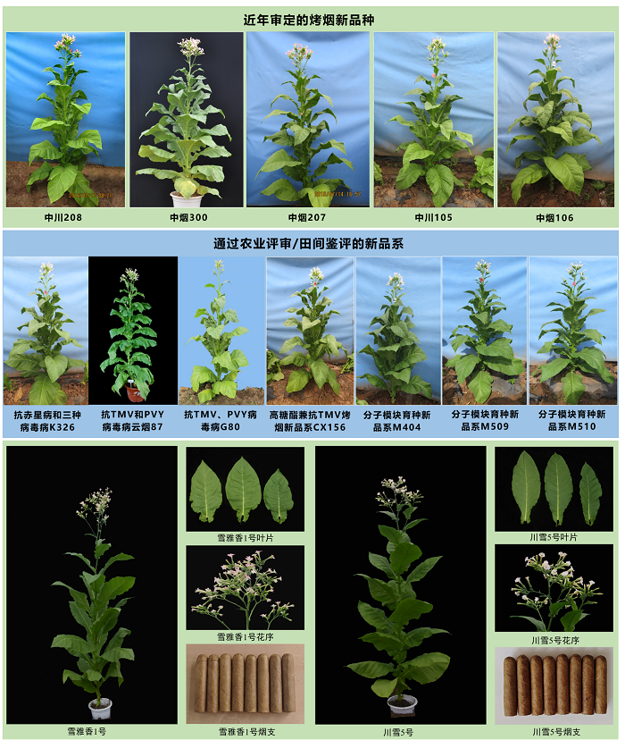 图4-近年育成烟草新品种（系）.png
