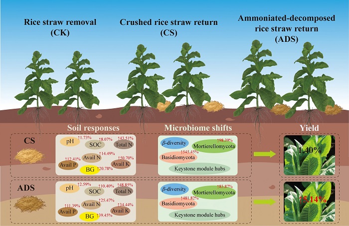 秸秆还田 - 副本.jpg