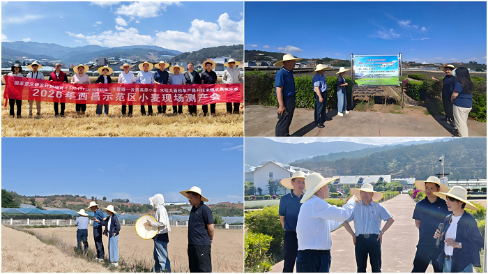 西昌烟草科技小院高原小麦亩产739.02公斤破纪录 - 副本.png