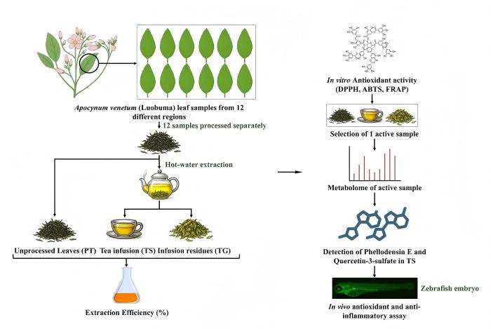 Graphical Abstract-R1_01 - 副本.jpg